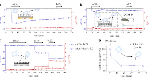 Figure 4. Binding of monovalent SAv to biotinylated surfaces. (A,B) QCM-D responses recorded during the binding of mSAv, and subsequently b-ZZ, to b10%-SAM (A) and b5%-SLB (B)