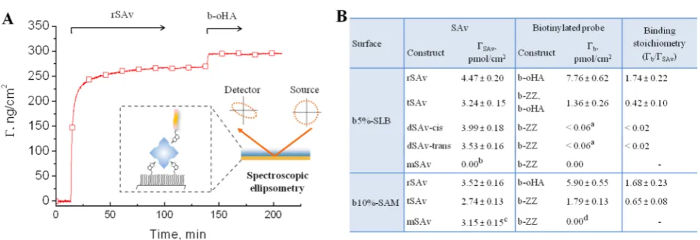 Figure 5. Binding of multivalent SAv constructs to densely biotinylated surfaces. Shown are QCM-D responses recorded during the binding of SAvData are marked with distinct symbols for each SAv construct: rSAv (squares), tSAv (circles), dSAv-cis (upward-poi