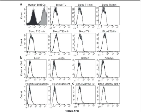 Figure 1 Biodistribution analysis of injected human bone marrow mesenchymal stromal cells (hBMSCs) in pig femoral head by flow cytometry.injection