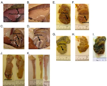 FIG 5 Necropsy images from piglets infected with(B) VNA2-Tcd-treated piglet with a normally aerated lung and no visible pleural effusion
