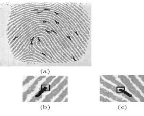 Figure 3: Segmented regions and lines of a face from which facial features are ex-tracted  
