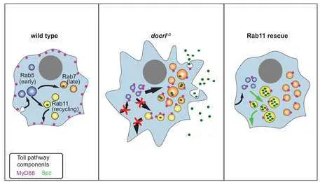 Figure 7Click here to download Figure Fig7.tiff 