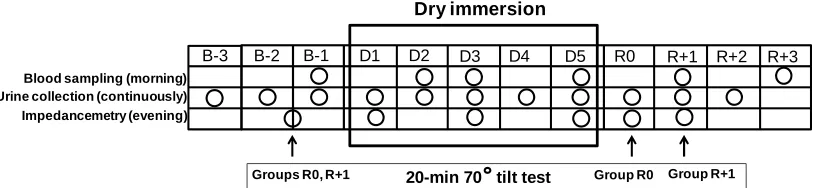 Figure 2. Schematic outlining of the experimental protocol. B-3, B-2 and B-1, baseline days prior to immersion; D1-D5, days of dry immersion; R0 - R+3, recovery days; circles, days of sampling or measurement; arrows, days of tilt-test