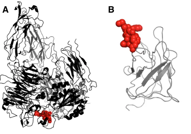 Fig. A-5. Yeast surface display schematic. (A) Diagram of yeast surface display constructs with 