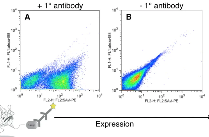 Fig. A-7. Coomassie stain of soluble expression and purification from yeast of 4-Ala demonstrates 