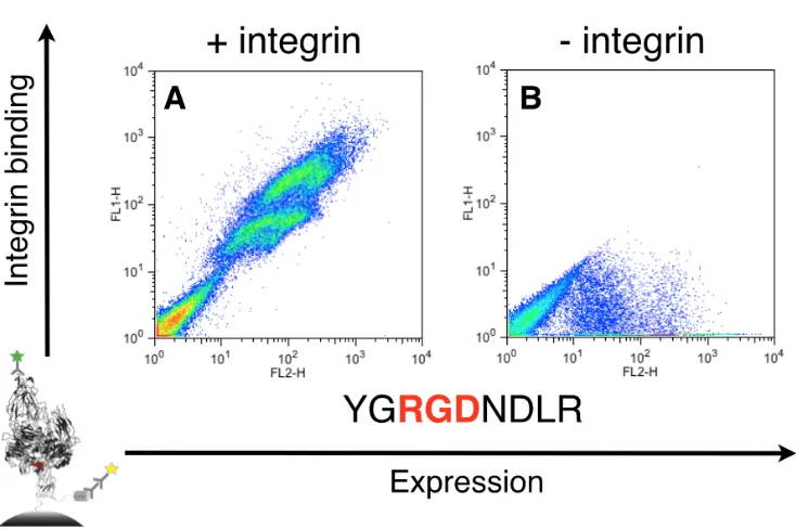 Fig. A-8. Flow cytometry plots of integrin binding AgRP control peptides from Silverman, et al, in 