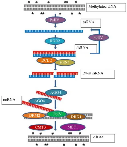 Table 1. Nomenclature for plants to describe the Polyme- rase promoter. 
