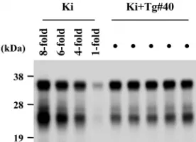 Table S1. Transmissibility of BSE/UK1 cattle brain to three lines of transgenic mice. Ki mice were generated by genetar- geting procedure with the bovine PrP gene