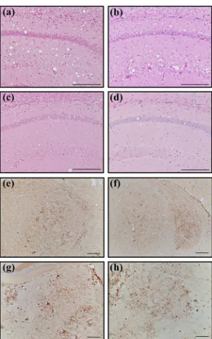 Figure 3(b)core in the mouse brains were present in an approximate 