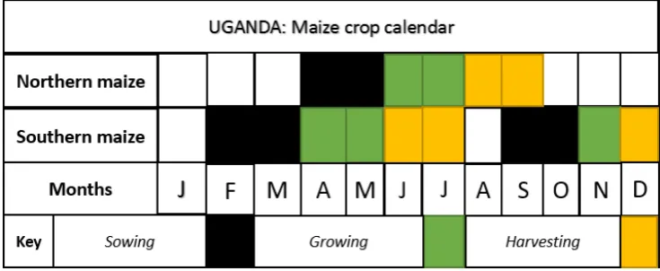 Figure 2.Figure 2. Maize crop calendar for Uganda. Source: the authors’ conceptualization inspired by FAO [63]