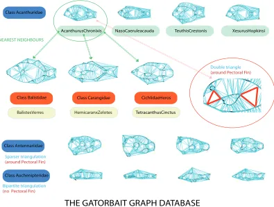 Fig. 2. Summary of the GatorBait Graph Database. The dataset has 100pectoral ﬁn, we have that this feature varies among the graphs belonging to the same class