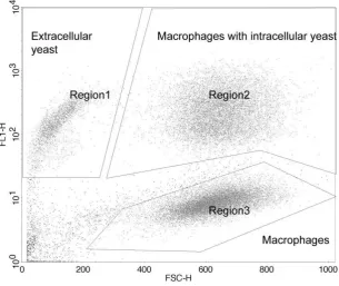 Figure 2 – Dot plot (FL1-H vs FSC-H) generated from flow cytometry data collected from a sample 