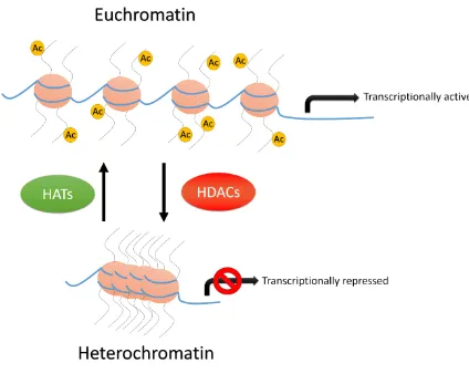 Figure 1.1 Histone acetylation affects DNA accessibility and transcription. The addition of acetyl groups by histone acetyltransferases (HATs) reduces chromatin compaction resulting in formation of euchromatic regions and transcriptional activation
