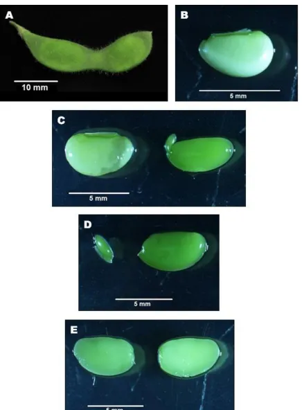 Figure 2: Stages in the development and isolation of soybean somatic embryos. Soybean pods (A) containing immature seeds (B) were collected