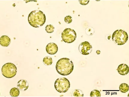 Figure 4: Successfully isolated Arabidopsis protoplasts. Arabidopsis leaf cells were subjected to enzyme degradation to create protoplasts