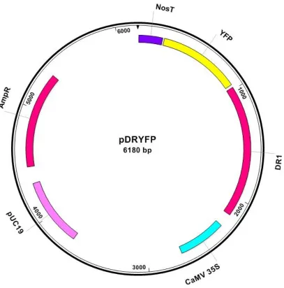 Figure 5: Vector map of synthesized pDRYFP.  This vector contains Disease Related Gene 1 with a C-terminal YFP fusion tag under a CaMV 35S promoter and Nos terminator, it was synthesized from p2GWY7 and pDONR207-DR1
