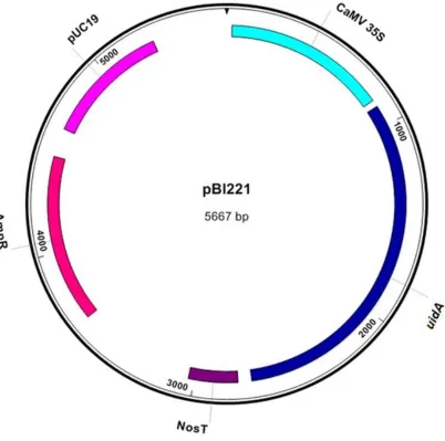 Figure 7: Vector map of pBI221. This vector contains the uidA reporter gene coding for GUS expression under a CaMV 35S promoter and Nos terminator