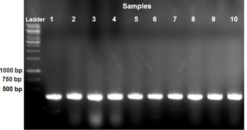 Figure 8: PCR analysis detecting presence of GUS.  The presence of GUS was assessed by PCR in ten plasmid extractions to confirm that the plasmids were pBI221