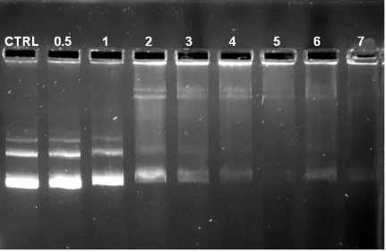 Figure 9: Electrophoretic mobility shift assay of Tat2:pBI221 complexes.  Various ratios of Tat2 and pBI221 components were combined and run on a 0.8% agarose gel containing SYBR® Safe