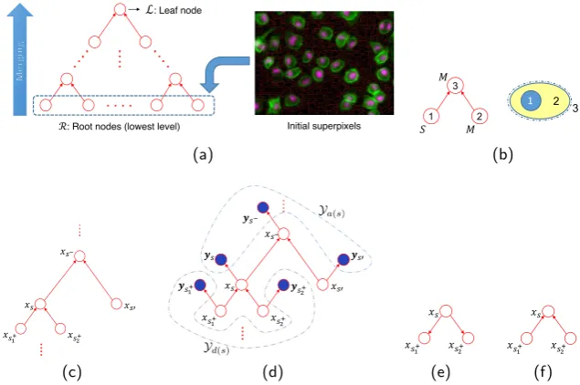 Fig. 1. Graph generation and inference on the polytree. (a) Generation of the polytreefor the sample image