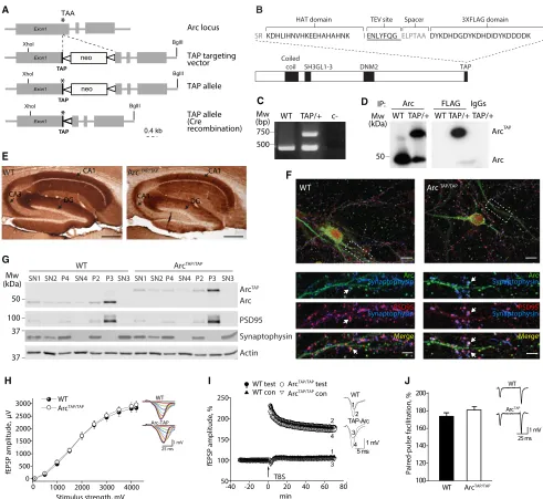 Figure 1. Generation of TAP-Tagged Arc Knockin Mice(A) Scheme of the genomic Arc locus targeted with the TAP tag