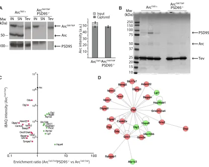 Figure 5. Quantitative Proteomics Analysis of ArcTAP(C) Dimethyl labeling-based quantitative MS of TAP-puriﬁed proteins from Arccut for LC-MS/MS analysis, and the identiﬁed proteins are listed in(B) Isolated complexes from (A) were resolved by SDS-PAGE and