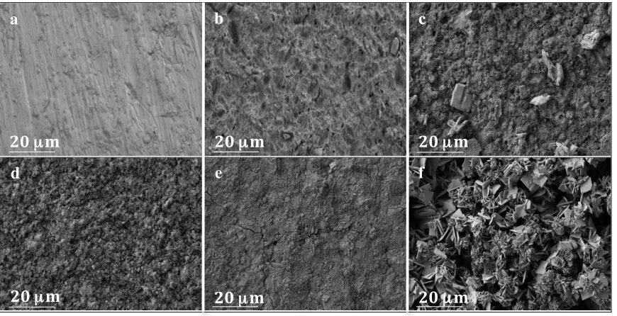 Figure 3-7a) Polished Ti (control) and b) SA Ti did not exhibit hydroxyapatite deposition on their surfaces after 7 days immersion in SBF at 37 ºC