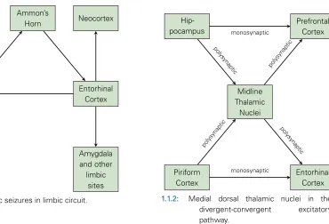 Figure 1.1: Competing hypotheses in epileptogenesis.