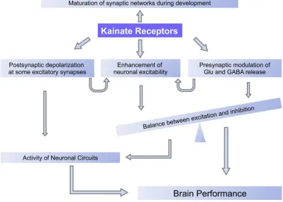 Figure 1.3: Myriads of functional changes affected by KARs. Any alteration in the regulation of these activities,including circuit maturation during development, may provoke sufficient disequilibrium as to lead to a diseasestate