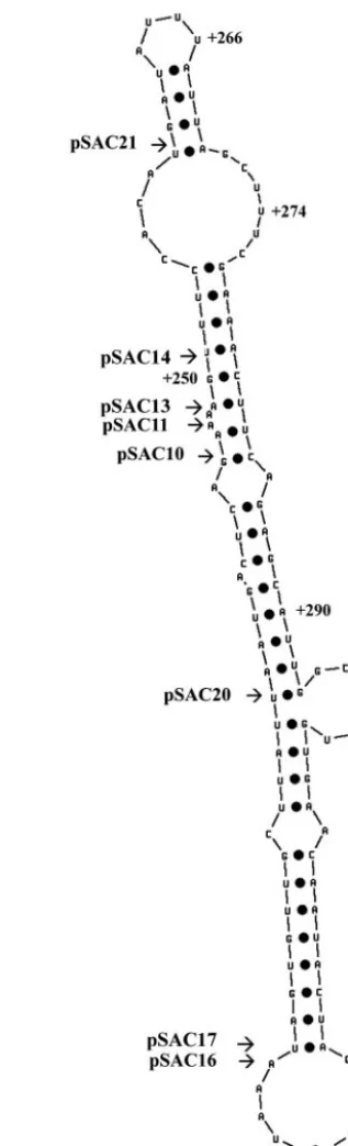 FIG. 7. Putative secondary structure for the region encompassingthe DDE. The sequence surrounding the DDE was folded into a
