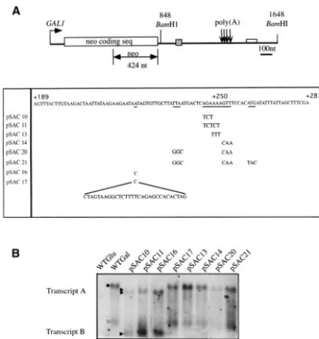 FIG. 2. Northern blot analysis of neo-HTB117 amino acids of thetants in the downstream sequences of therepresentation of thea DNA probe for Northern blot hybridization is indicated
