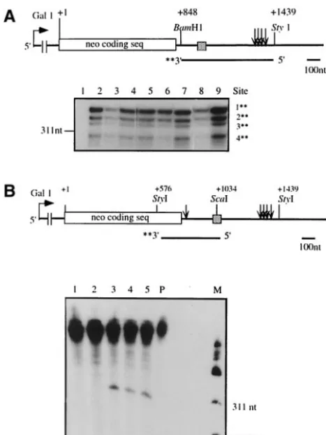FIG. 3. S1 nuclease mapping of the 3�by mutant genes. Total RNA was isolated from yeast cells grown ingalactose-containing medium and transformed with the WT or mutantplasmids