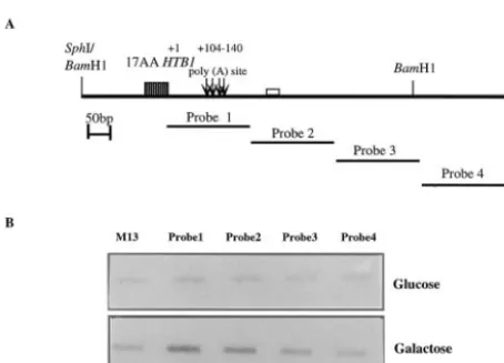 FIG. 5. Cell cycle regulation of the neo-HTB1cells transformed with the plasmid pLJ31- transcript