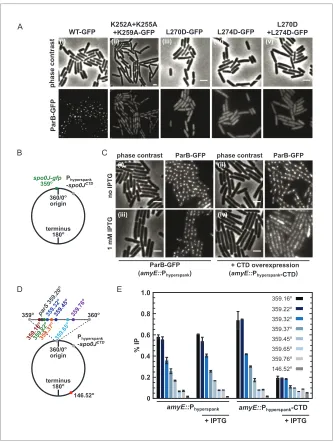 Figure 7. DNA-binding and dimerisation by the CTD is critical for ParB function in vivo