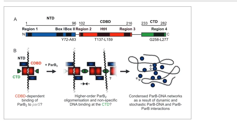 Figure 1. A hypothetical model for ParB-mediated condensation of the origin of replication region