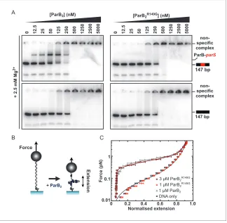 Figure 2. The R149 residue within the HtH motif is essential for specific binding tomonitor ParB-dependent DNA condensation