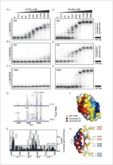Figure 4. The CTD binds DNA via a lysine-rich surface. (A–C) TBE-EMSAs for the titration of full length ParB andCTD against 147 bp DNA
