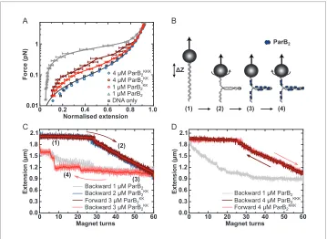 Figure 5.KK. The double-mutant protein supported DNA bridging and occasionally large steps wereobserved in the backward trace (see text for discussion)