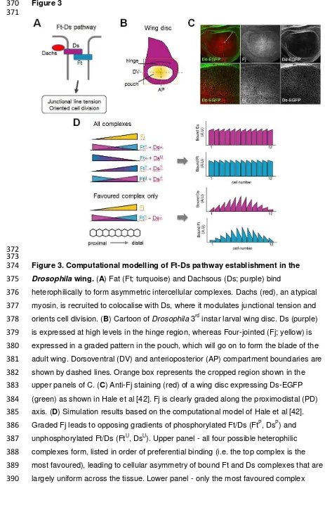 Figure 3. Computational modelling of Ft-Ds pathway establishment in the 