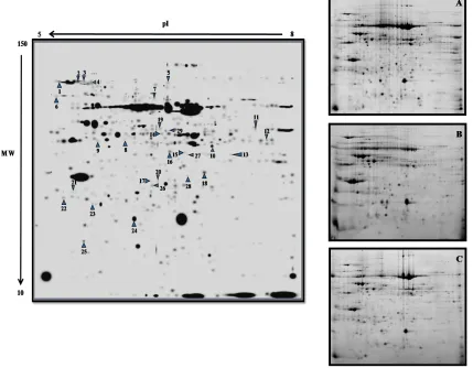 Table 1the changes of differentially expressed proteins under 