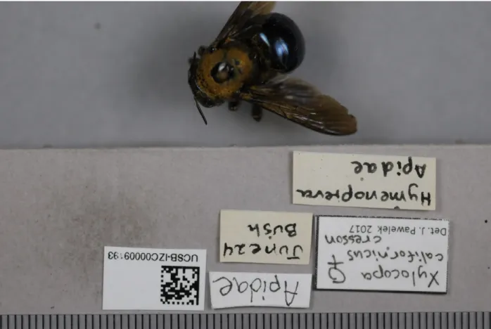 Figure 1: A specimen photo directly from the camera. It has a default camera filename of  _TAN9798