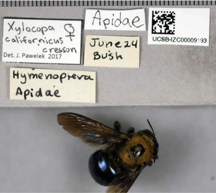 Figure 2: The image from Figure 1 rotated, color-corrected, and cropped in BugFlipper