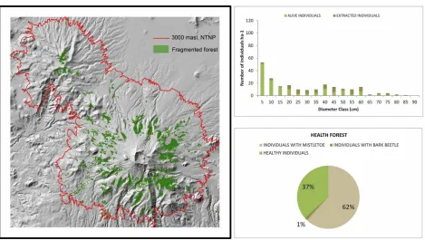 Figure 9. Extraction and forest health in semi-dense forest. 