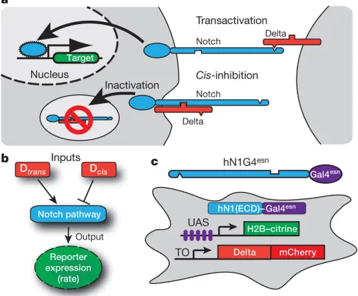 Figure 1: System for analyzing signal integration in the Notch-Delta pathway. a, Notch (blue) andDelta (red) interactions are indicated schematically