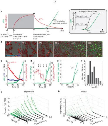 Figure 3: CisMovie 2), showing Delta-mCherry ﬂuorescence (red) and concomitant activation of Notch reporter(green) at the indicated times (compare with Supplementary Fig