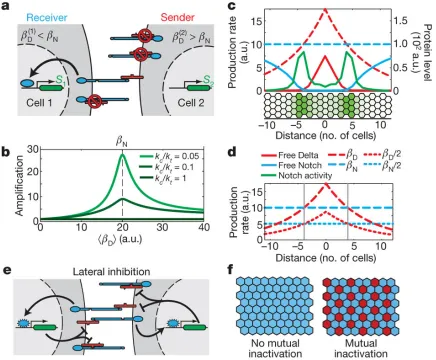 Figure 4: The mutual-inactivation model in multicellular patterning. a, Signal ampliﬁcation