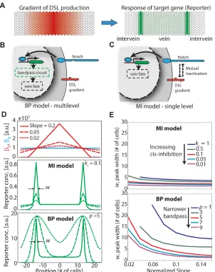 Figure 2: Mutual inactivation facilitates wing vein boundary formation.(A) Schematic of veinboundary formation