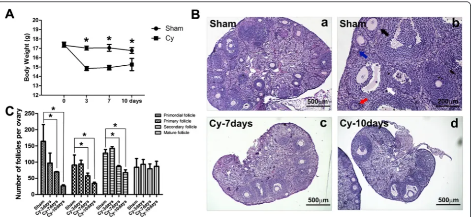 Fig. 1 Chemotherapy reduced body weight of mice and the number of ovarian follicles.of follicles at different stages of development