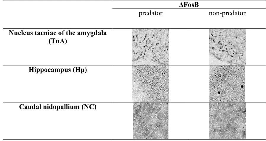 Table 3. ΔFosB immunoreactivity in each treatment in each brain region of interest.  