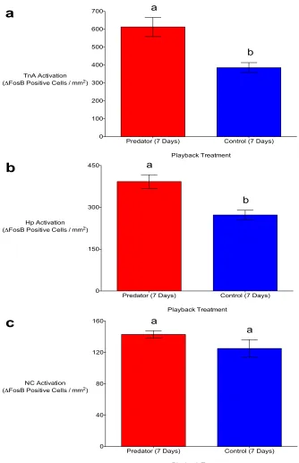 Figure 2.3. In the nucleus taeniae of the amygdala (TnA) (a) and hippocampus (Hp) (b) of black-capped chickadees, there was significantly greater ΔFosB immunoreactivity seven days post-stimulus in response to auditory predator playbacks in comparison to no